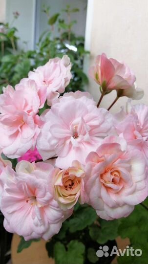 Пеларгония герань