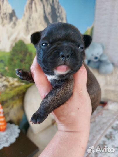 Обалденные французики