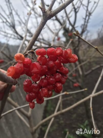 Калина красная