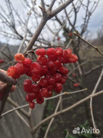 Калина красная