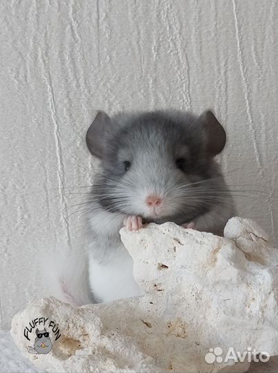 Шиншилла по имени Лонг