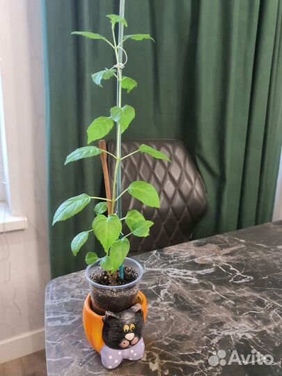 Фуксия белая