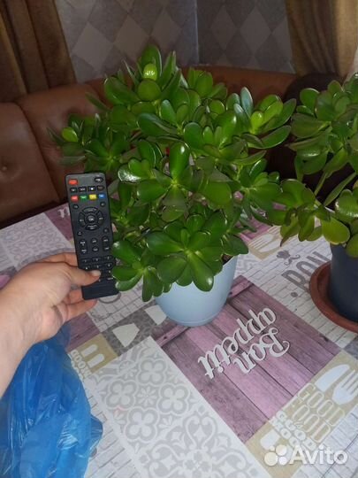 Денежное дерево