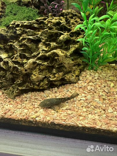 Сом Ансцитрус(самцы)