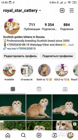 Скоттиш фолд мальчик - золотая шиншилла NY 12