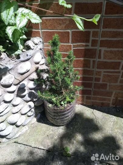 Ель новогодняя. Живая