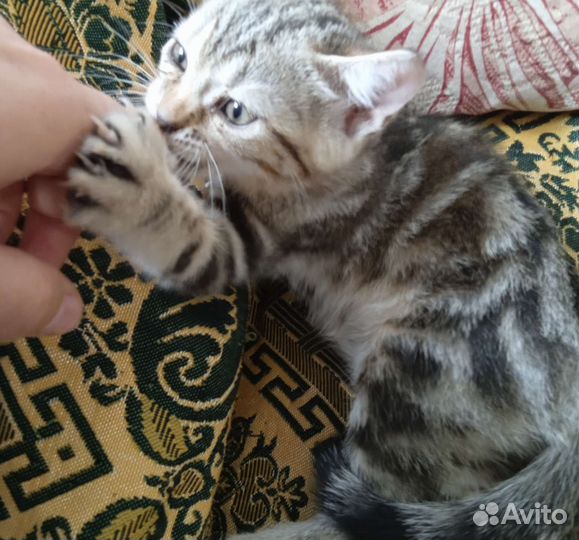 Кошка в дар бесплатно