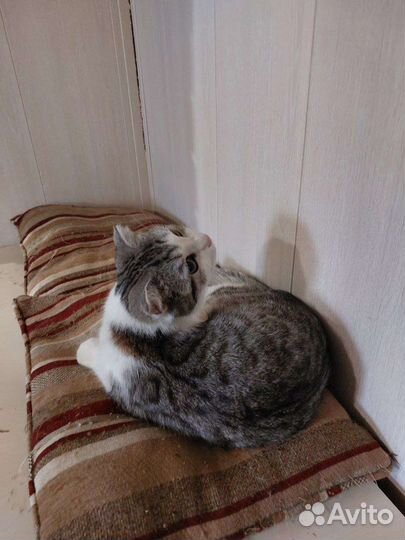 Вислоухая кошка (из приюта)