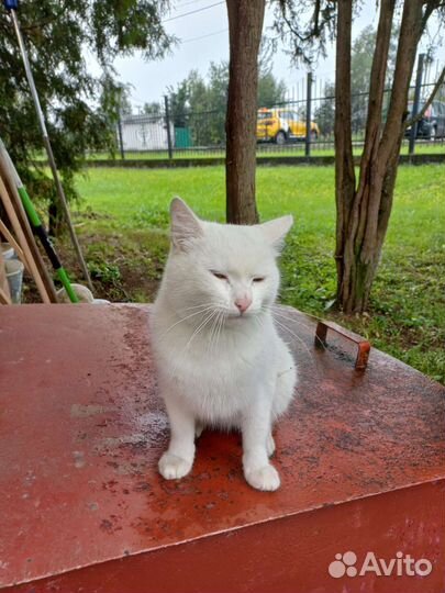 Кот белый