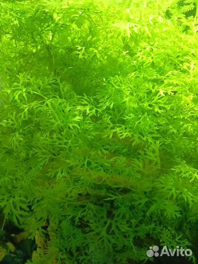 Гуппи, растения для аквариума