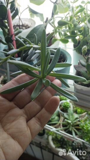 Крестовики и Сциндапсусы/Эпипремнумы. Ампельные