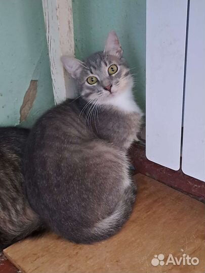 Молодой кастрированный котик