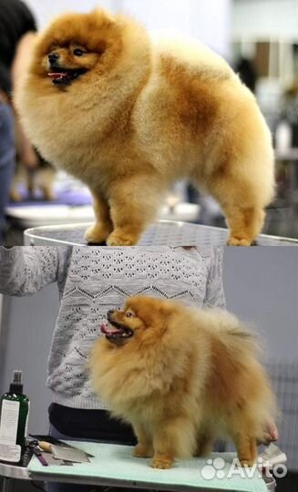 Груминг (стрижка) породы шпиц