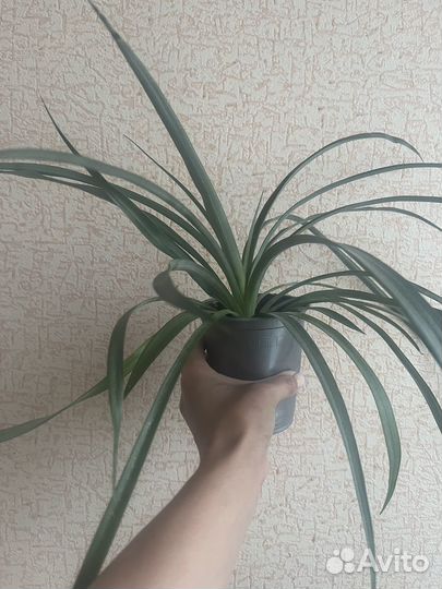 Комнатный ананас