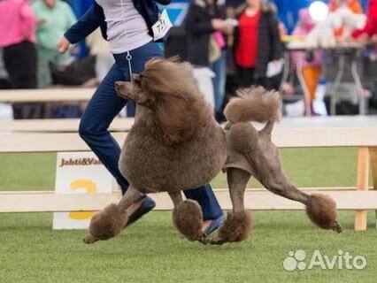 Щенки большого пуделя