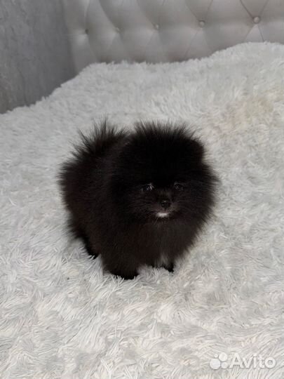 Померанский шпиц медвежьего типа