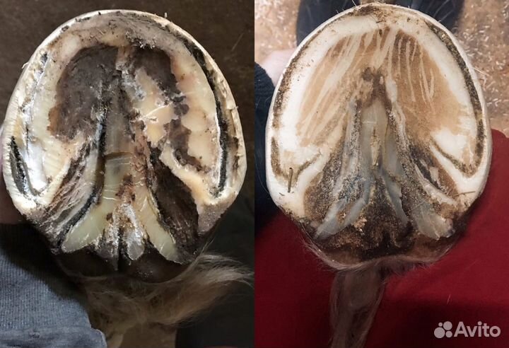 Расчистка копыт