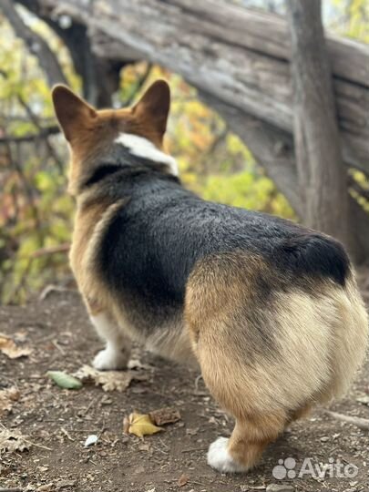 Кобель корги вязка