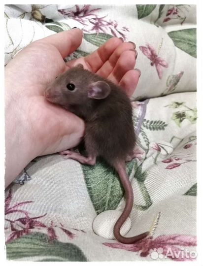 Шоколадные крысята Дамбо