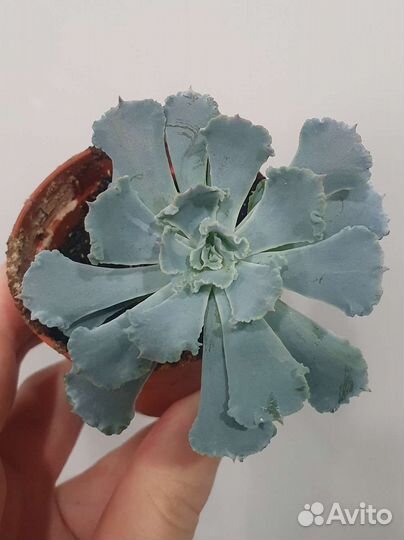 Суккулент Эхеверия 'Шавиана'