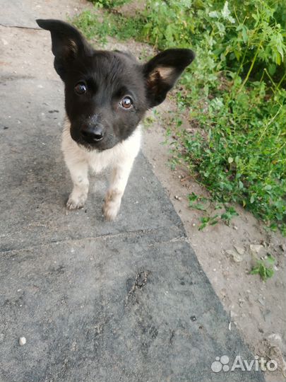 Щенок в добрые руки