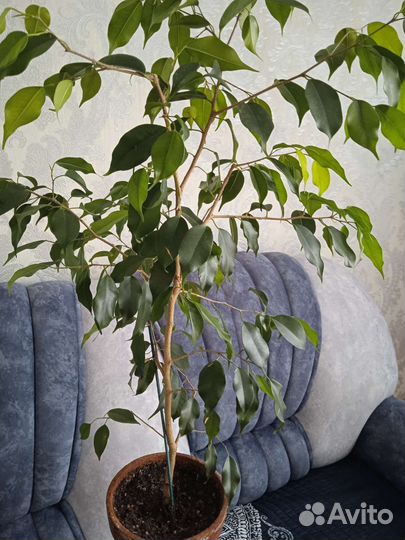 Бенджамина фикус в ассортименте двух сортов