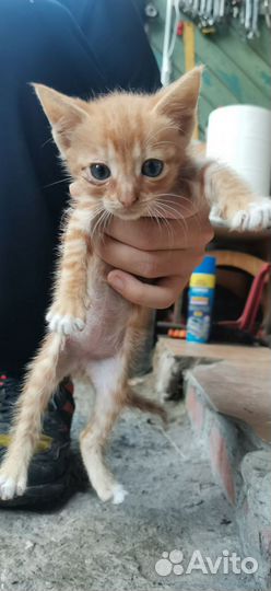 Кошки в добрые руки