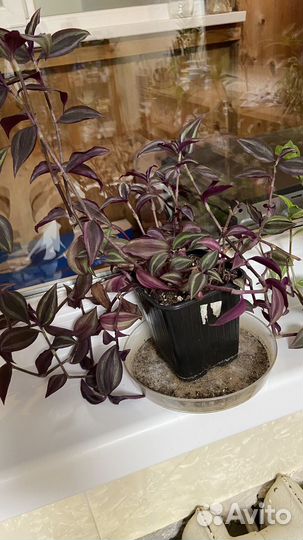 Тадесканция Зебрина