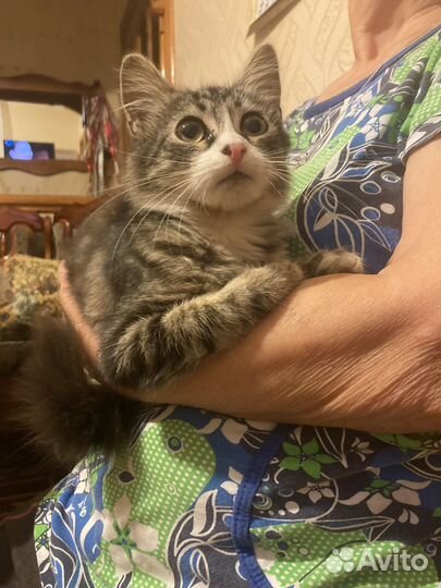 Котенок, мальчик