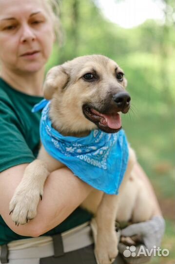 Малютка щенок совсем один