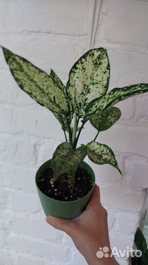 Аглаонема ферст даймонд