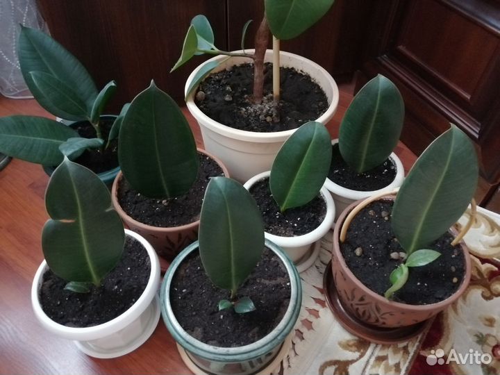 Фикусы каучуконосные