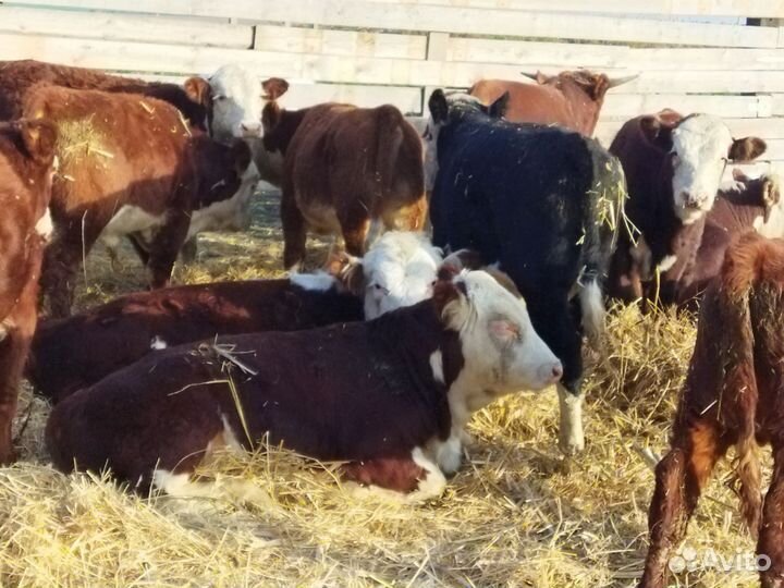 Бычки и быки