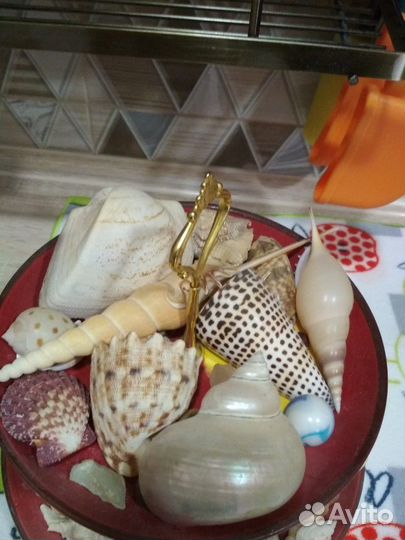 Морские ракушки много