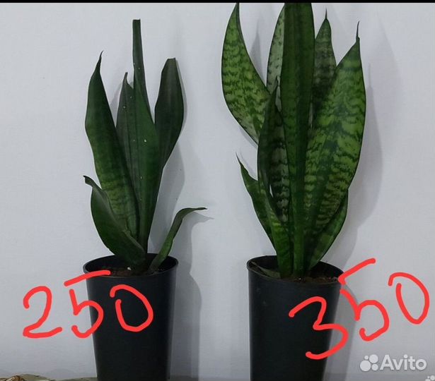 Сансевиерия