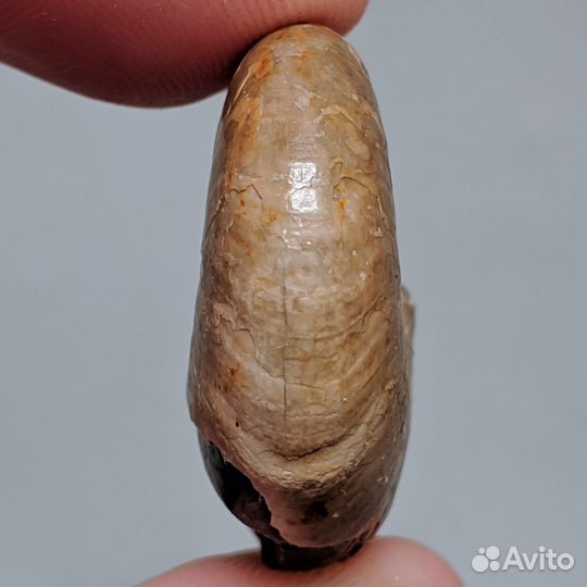 31 мм. Аммонит Beudanticeras. Россия