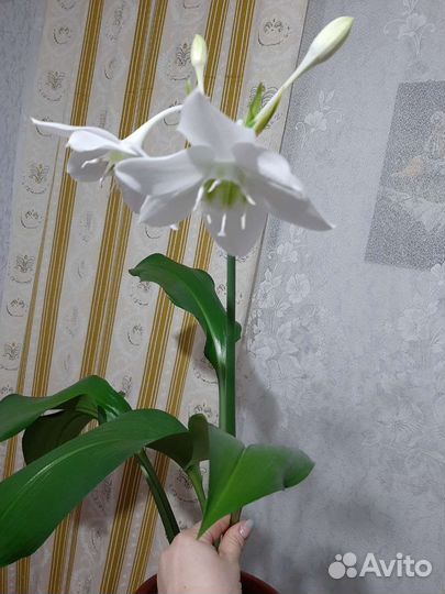 Эухарис амазонская лилия
