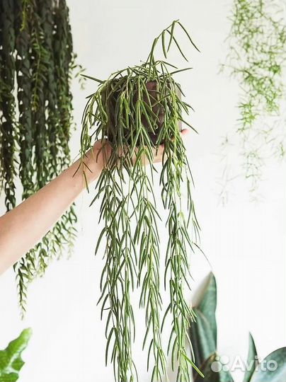 Хойя Линеарис