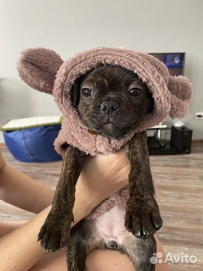 Жилетка меховая для собаки