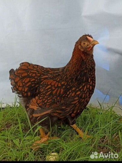 Цыплята Виандот