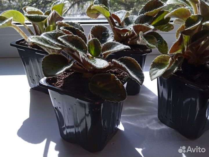 Детки фиалки