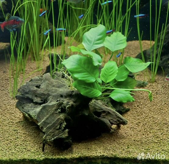 Анубиус, растение для аквариума