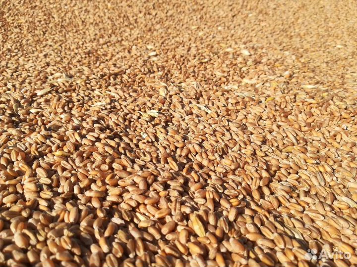 Пшеница ячмень кукуруза