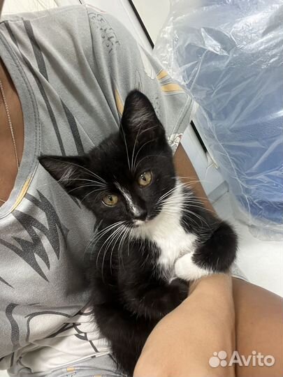 Отдам котенка в хорошие руки