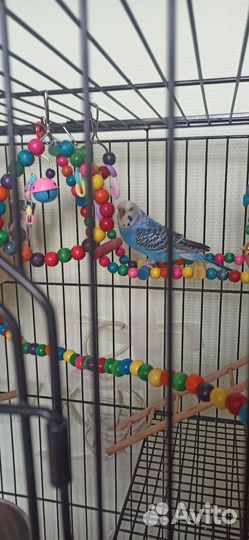 4 попугая и большая клетка