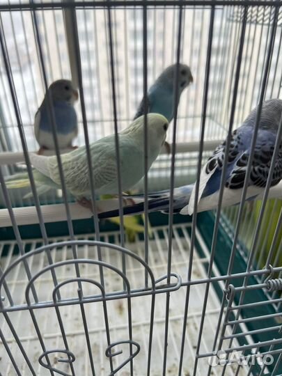 Волнистый попугай