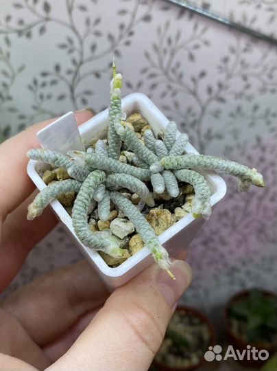 Авония семена, суккуленты