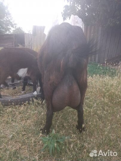 Коза Ла-Манча