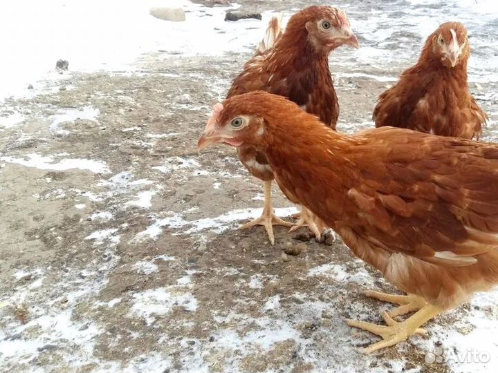 Куры несушки яичной породы