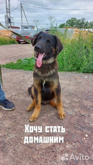 Роскошный пёс ищет дом в добрые руки